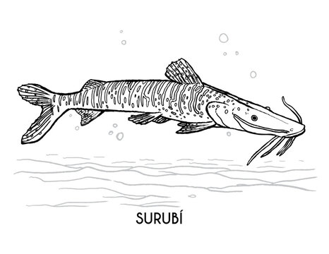 Surub&iacute;, pez de r&iacute;o sudamericano, dibujo para colorear