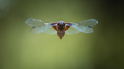 Broad-bodied chaser (Libellula depressa) in flight, green background