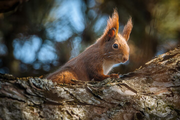 Naklejka na ściany i meble Red squirrel (Sciurus vulgaris) peering from a tree, bokeh background