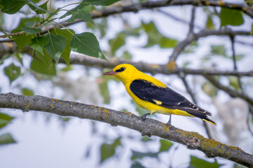 Eurasian Golden Oriole (Oriolus oriolus) on a tree branch amidst leaves