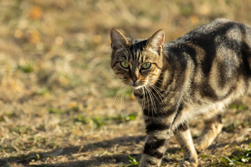 Naklejka na ściany i meble A cat stares into the camera, walking on grass outside in summer. Tabby cat focuses on the camera. Portrait of a cat outdoors in the sun..