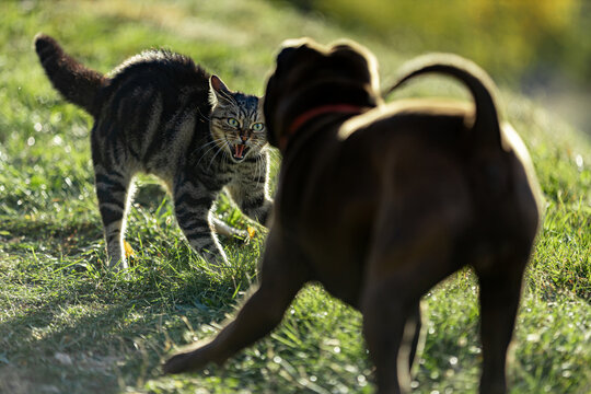 A cat reacts and hisses at an approaching dog. A dog wants to play with a cat. A cat arches its back and hisses at a playful dog. .