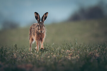 European Hare (Lepus europaeus) advancing through the grass