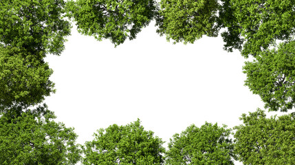 Topview lush forested trees landscape frame border cut out transparent backgrounds 3d render png