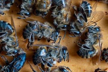 Many dead bees in the hive, closeup. Colony collapse disorder. Starvation, pesticide exposure,...