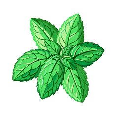 fresh mint leaves on a white background