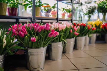 Valmiera, Latvia - March 7, 2024 - several metal buckets filled with blooming pink, white, and yellow tulips arranged in a flower shop with a sunny window in the background.