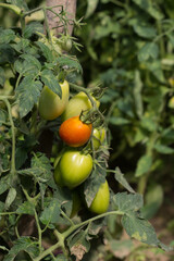 Red and green tomatoes ripen in the garden. Tomatoes on a branch in the process of growth and ripening.