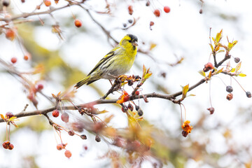Male Eurasian Siskin "Spinus spinus" feeding on red berries of Rowan or Mountain Ash tree during Spring. Small finch with yellow feathers. Blurred foliage background. Dublin, Ireland