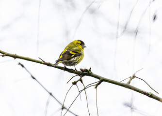 Eurasian Siskin "Spinus spinus", male bird with bright yellow feathers. Perched on bare branch isolated against cold white sky. Dublin, Ireland