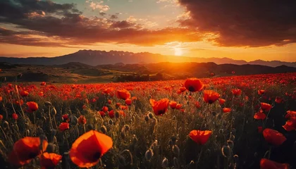 Rolgordijnen  Poppy Fields. Sunset Blooms © Marko
