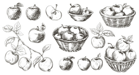 Naklejka premium Apples collection. Sketch apple tree branch, fruits in baskets and bowl. Fresh vitamin food. Seasonal harvest, agriculture and farm market, vector elements