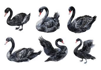 Black swans. Isolated watercolor swan. Wild pond or rivers birds with dark plumage. Beautiful wildlife characters, vector collection