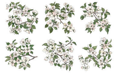 Blooming apple tree branches. Branch with flowers, floral decorative natural sketch. Isolated nature, blossom romantic vector collection