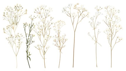 Obraz premium Beautiful floral set with wild dried gypsophila flowers. Stock herbarium illustration