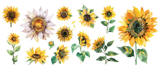 Sunflowers isolated collection. Watercolor sunflowers, flowers and leaves. Yellow floral elements, garden or fields plants vector set