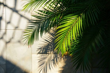 Fototapeta premium Tropical Shadow palm leaves. Plant tropic. Generate Ai