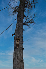 casetta per uccelli di legno su albero
