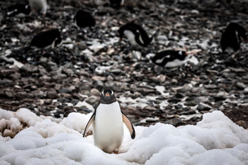 Pinguins in the rocky shores of South Shetland islands, in Antartica.