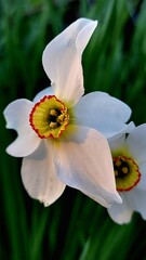 Spring flowers, white daffodils.