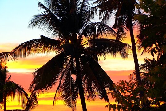 Vivid sunset and palm trees. Silhouette of the palm trees, evening colorful sun. Orange sky and dark tropical vegetation. Exotic travel picture.