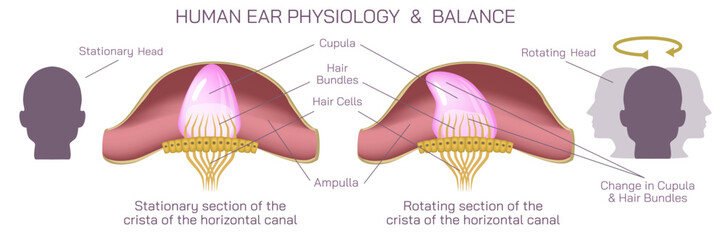 Human ear anatomy vector illustration. The vestibular system, in vertebrates, is a sensory system that creates the sense of balance and spatial orientation for the purpose of coordinating movement.