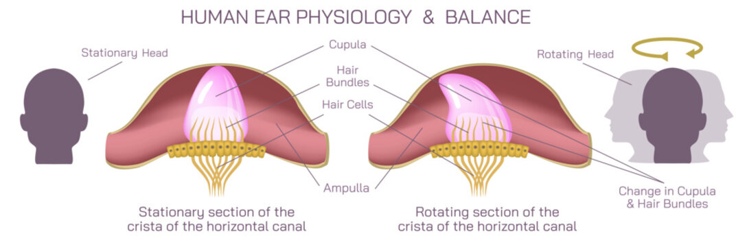Human ear anatomy vector illustration. The vestibular system, in vertebrates, is a sensory system that creates the sense of balance and spatial orientation for the purpose of coordinating movement.