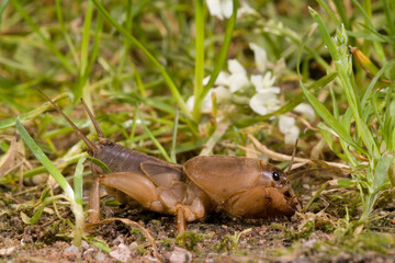 Mole cricket (Gryllotalpa sp) Lake Baratz. Sardinia. Italy