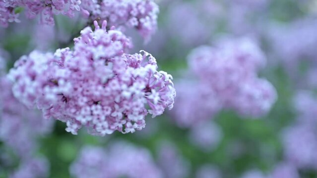 Lilac flowers bunch background. Beautiful opening violet Lilac flower Easter design closeup.