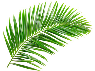 Obraz premium Tropical green palm leaf cut out.
