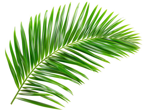 Tropical green palm leaf cut out.