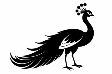 peacock silhouette vector on white background.