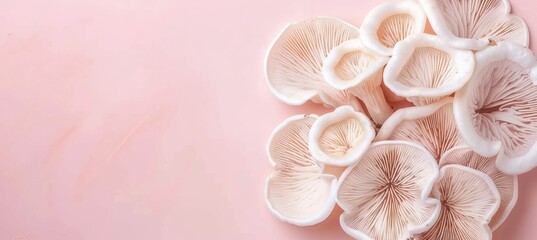 Oyster mushroom pleurotus ostreatus displayed on a soft and delicate pastel colored background - obrazy, fototapety, plakaty