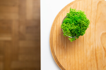 Reindeer moss in glass pot. Norwegian lichen  stabilized moss. Creative home design. Eco interior design. 