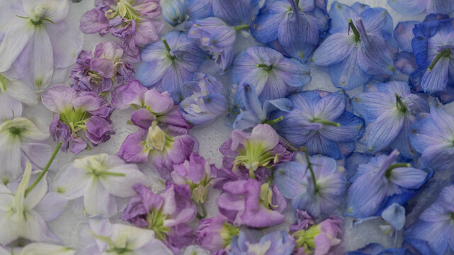 background of blue and violet frozen larkspur flowers in ice, water and milk