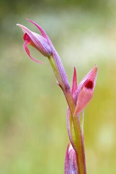 Small Flowered Tongue Orchid; Serapias parviflora. Alghero, Sardinia, Italy