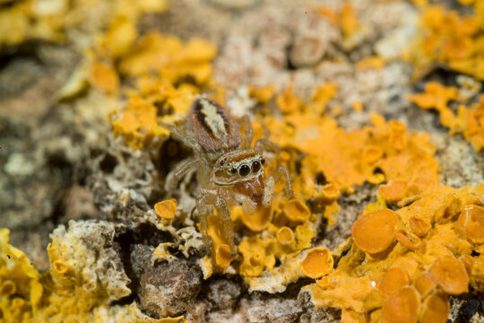 Spider, jumping spider, Marpissa muscosa. Sardinia, Italy.