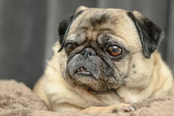 Obraz premium Cozy pug lying on the sofa 5