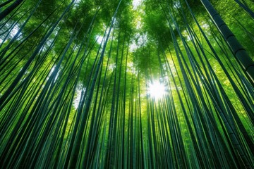 Fototapeta na wymiar Bamboo forest daylight. Plant place. Generate Ai