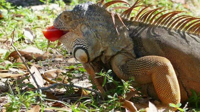 Iguana close-up in the wild, an iguana in a park in Miami, an iguana eats a tomato