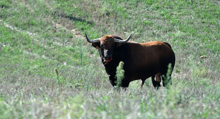 un toro bravo en un espectaculo de toreo en españa