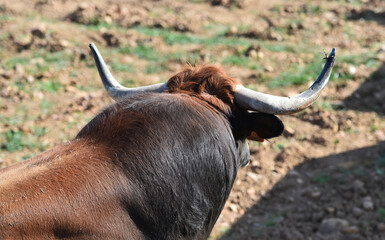 toro tipico español con grandes cuernos
