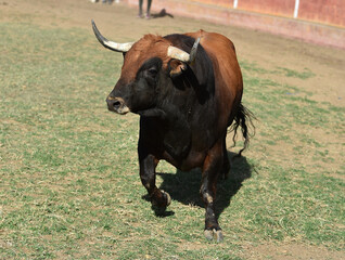 un toro bravo en un espectaculo de toreo en españa