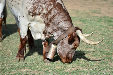 toro tipico español con grandes cuernos