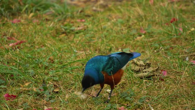 A tropical starling bird sitting on the ground and playing with his food
