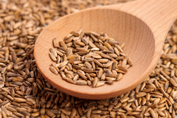 Dried Milk thistle seeds in wooden spoon. Natural supplements. Silybum marianum.