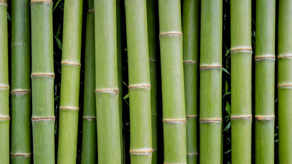 Background is made of vertical whole moist stems of green bamboo. Dense laying of trunks of different width, one row thick. Natural ecological material for design. Complete filling of frame. Close-up