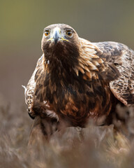 Golden eagle closeup in bog scenery