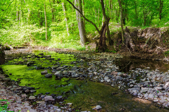 creek flows through the beech forest of carpathian mountains. shallow water stream among trees in spring on a sunny day