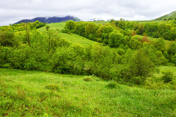 Fototapeta na wymiar carpathian countryside landscape in spring. mountainous area of ukraine with forested hill and green meadows on a rainy day